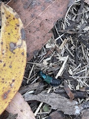 Antimerus smaragdinus