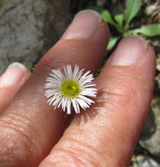 Erigeron glabellus