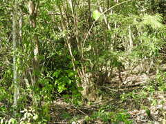 Lysiloma divaricatum