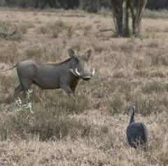 Numida meleagris reichenowi