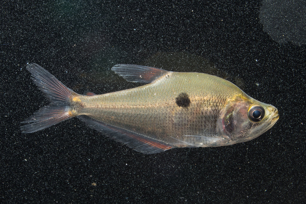 Glass headstander (Charax gibbosus) — Characidae