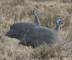 Numida meleagris reichenowi