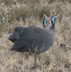 Numida meleagris reichenowi