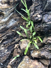 Claytonia perfoliata
