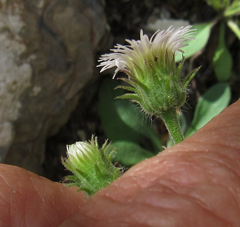 Erigeron glabellus