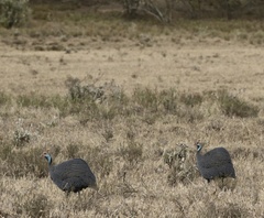 Numida meleagris reichenowi