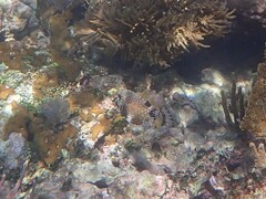 Lactophrys triqueter