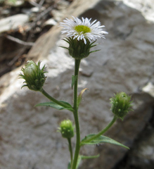 Erigeron glabellus