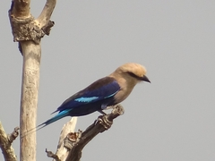 Coracias cyanogaster