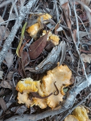 Cantharellus pallens