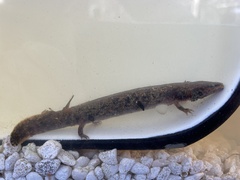 Necturus lewisi
