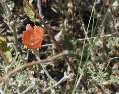 Sphaeralcea australis