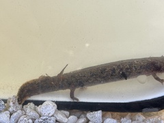 Necturus lewisi
