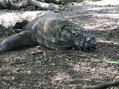 Varanus komodoensis
