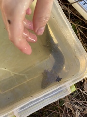 Necturus lewisi