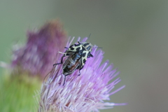 Astylus atromaculatus