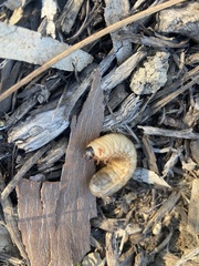 Cotinis mutabilis