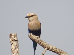 Coracias cyanogaster
