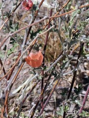 Sphaeralcea australis
