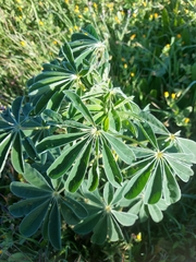 Lupinus albus
