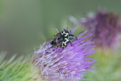 Astylus atromaculatus