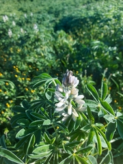 Lupinus albus