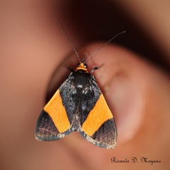 Semniomima