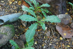 Hippobroma longiflora