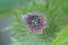 Astylus atromaculatus
