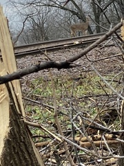 Odocoileus virginianus