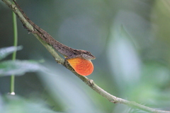 Anolis mariarum