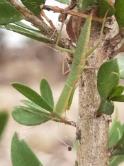 Orthodera ministralis