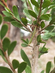 Orthodera ministralis