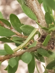 Orthodera ministralis