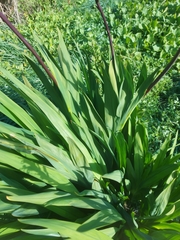 Chasmanthe floribunda image