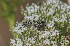 Astylus atromaculatus