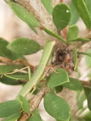 Orthodera ministralis