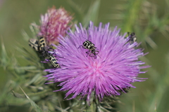 Astylus atromaculatus