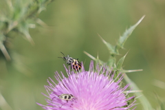 Astylus atromaculatus