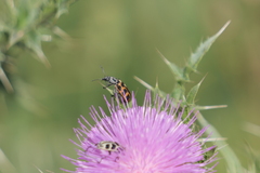 Astylus atromaculatus