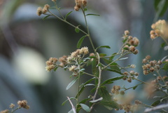 Baccharis sordescens