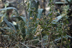Baccharis sordescens