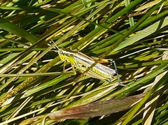 Dichroplus vittigerum