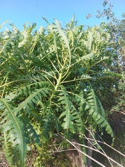 Sonchus hierrensis