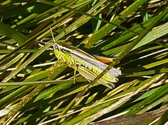 Dichroplus vittigerum