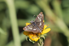 Burnsius orcynoides