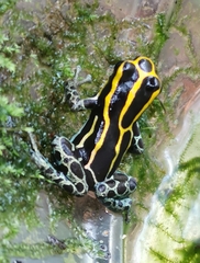 Ranitomeya variabilis