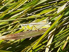 Dichroplus vittigerum