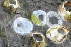 Amphibalanus improvisus