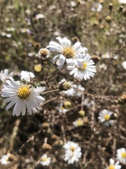 Symphyotrichum moranense